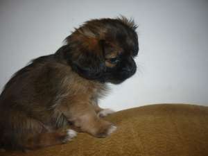 Pui Shih Tzu 7 saptamani