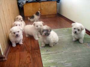 pui bichon maltese