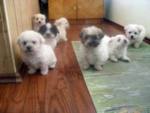 pui bichon maltese