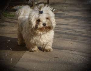pui bichon maltese
