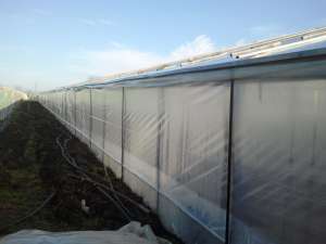 Vindem folie de pereti pentru sere si solarii