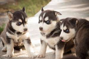 Catei Husky Siberian