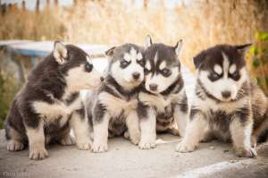 Catei Husky Siberian