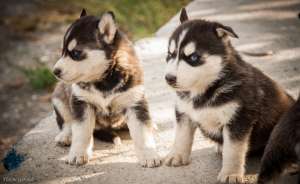 Catei Husky Siberian