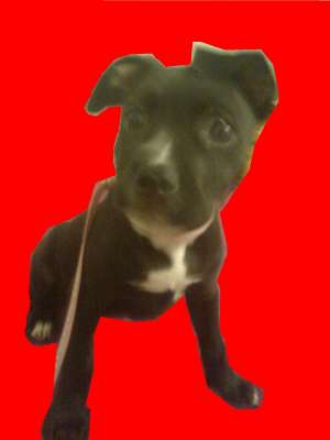 Vand Pui Amstaff Femela