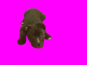 Vand Pui Amstaff Femela