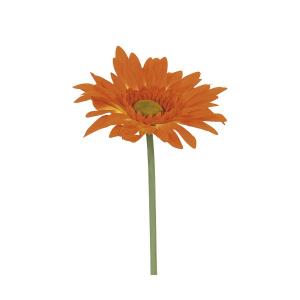 Flori/ plante/ copaci