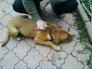 vand pui dog de bordeaux