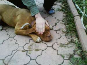 vand pui dog de bordeaux