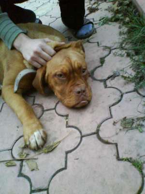 vand pui dog de bordeaux