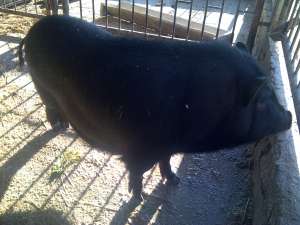 porc vietnamez