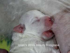 Crescator pui bichon bolognese