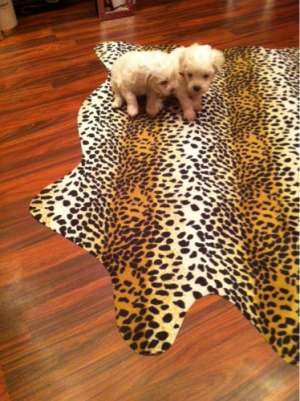 bichon puiut cadou de mos craciun