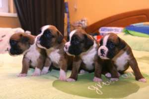 Donez 4 pui boxer originali