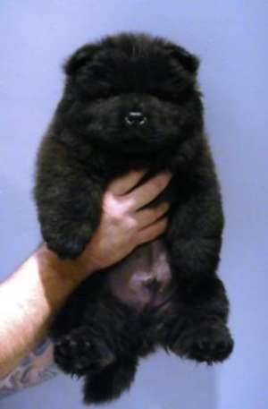 vand pui chow chow