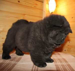 vand pui chow chow