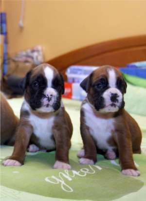 Donez 4 pui boxer originali