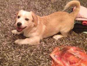 Pechinez corcit cu labrador