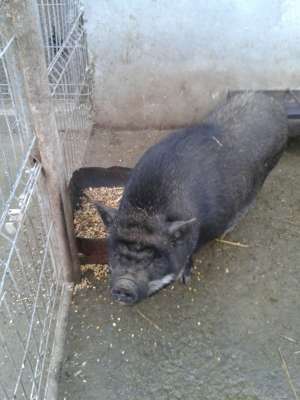 Vand porci vietnamezi