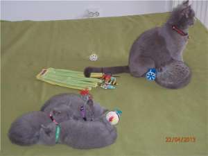 EU SUNT CADOUL TAU DE LA MOSU