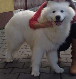 Samoyed mascult pt monta