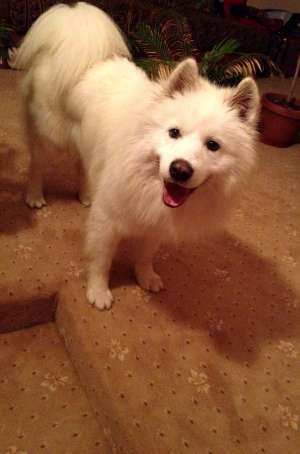 Samoyed mascult pt monta