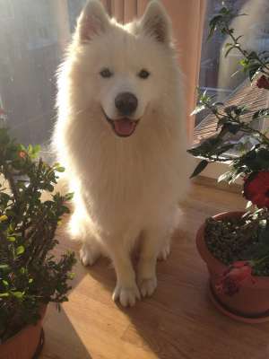 Samoyed mascult pt monta