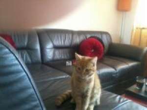 2 pisicute dragute pentru adoptie