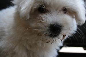vand bichon maltez