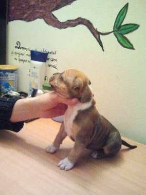 pui amstaff baia mare