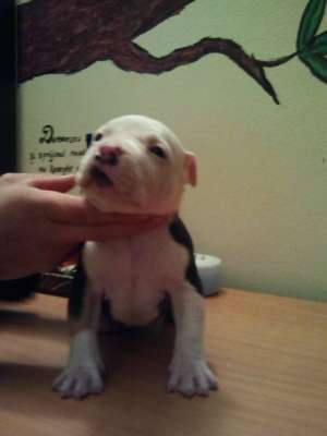 pui amstaff baia mare