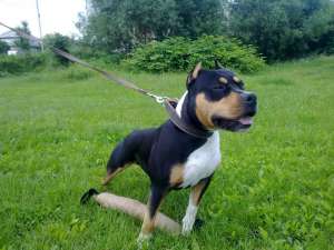 pui amstaff baia mare