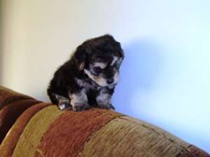 vand pui caniche pitic
