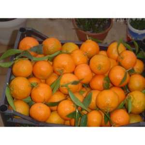 portocale clementine si mandarine de grecia