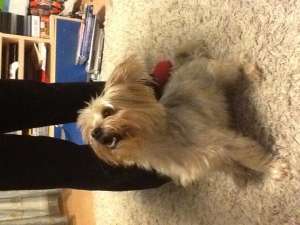 ofer mascul 6 ani yorkshire terrier pentru imperechere