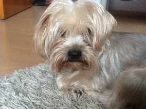 ofer mascul 6 ani yorkshire terrier pentru imperechere