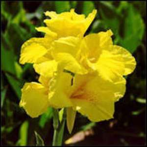 CANA INDICA RIZOMI DE CALITATE
