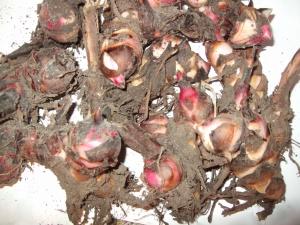 CANA INDICA RIZOMI DE CALITATE