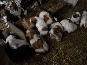 VAND CATEI RASA SHIH-TZU SI BEAGLE , RASA PURA