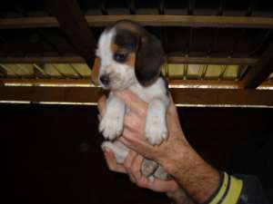 VAND CATEI RASA SHIH-TZU SI BEAGLE , RASA PURA