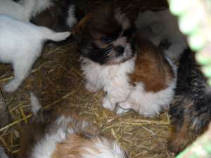 VAND CATEI RASA SHIH-TZU SI BEAGLE , RASA PURA