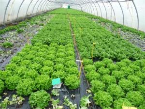 solarii ieftine pt agricultura performanta