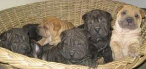 pui shar pei ieftini