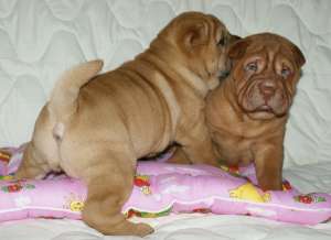 pui shar pei ieftini