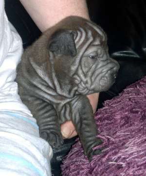 pui shar pei ieftini