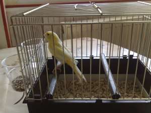 CANARI MALINOIS WATERSLAGER