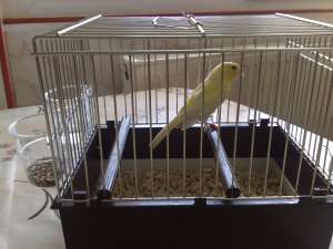 CANARI MALINOIS WATERSLAGER