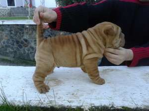 SHAR PEI