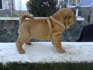 SHAR PEI
