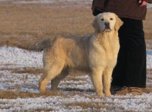 pui golden retriever cu pedigree